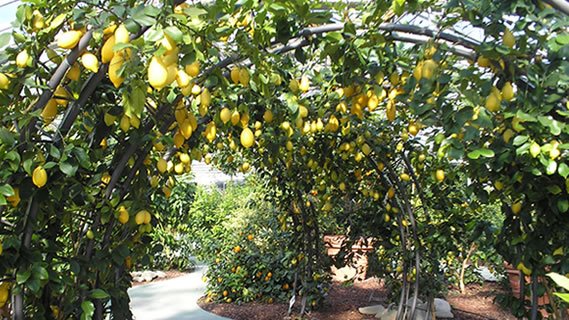 Serra con piante di limoni cariche di frutti