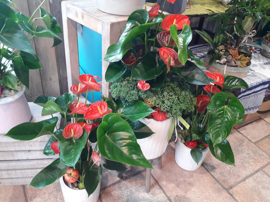 Piante di anthurium rosse in vaso nel negozio