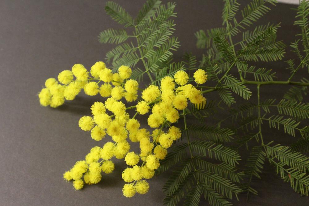 Rametto di mimosa fiorita