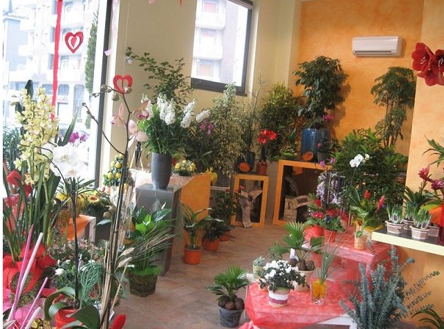 Piante e orchidee esposte nel negozio